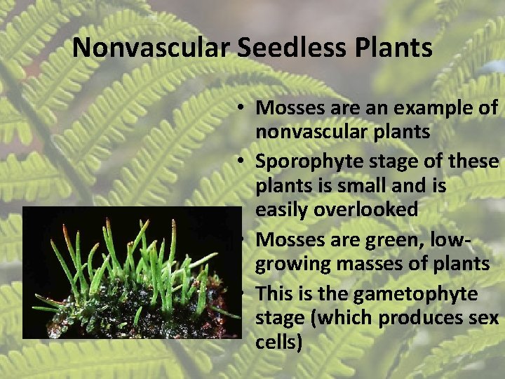 Nonvascular Seedless Plants • Mosses are an example of nonvascular plants • Sporophyte stage