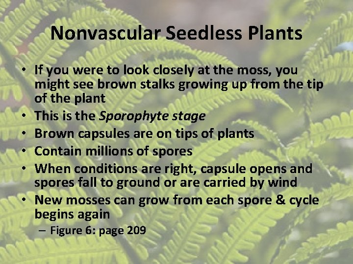 Nonvascular Seedless Plants • If you were to look closely at the moss, you Nonvascular Seedless Plants • If you were to look closely at the moss, you