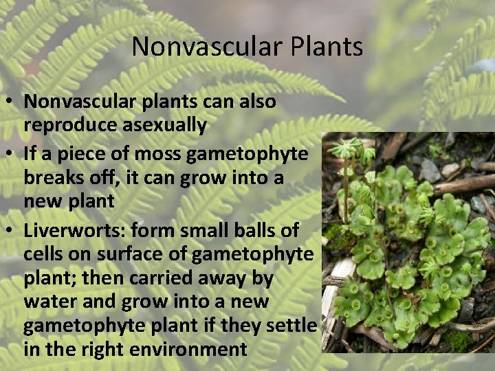 Nonvascular Plants • Nonvascular plants can also reproduce asexually • If a piece of