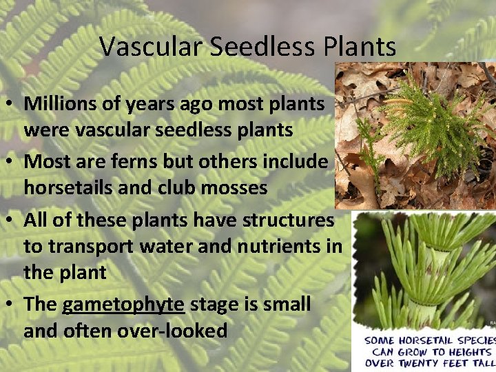 Vascular Seedless Plants • Millions of years ago most plants were vascular seedless plants