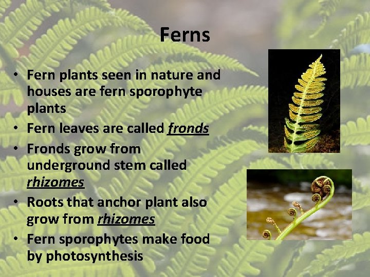 Ferns • Fern plants seen in nature and houses are fern sporophyte plants •
