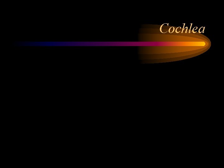 Cochlea 