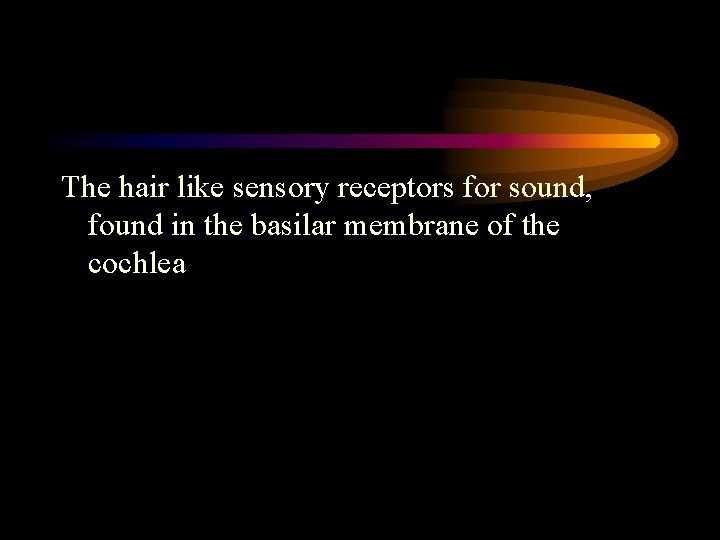 The hair like sensory receptors for sound, found in the basilar membrane of the