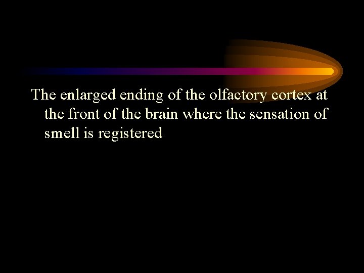 The enlarged ending of the olfactory cortex at the front of the brain where