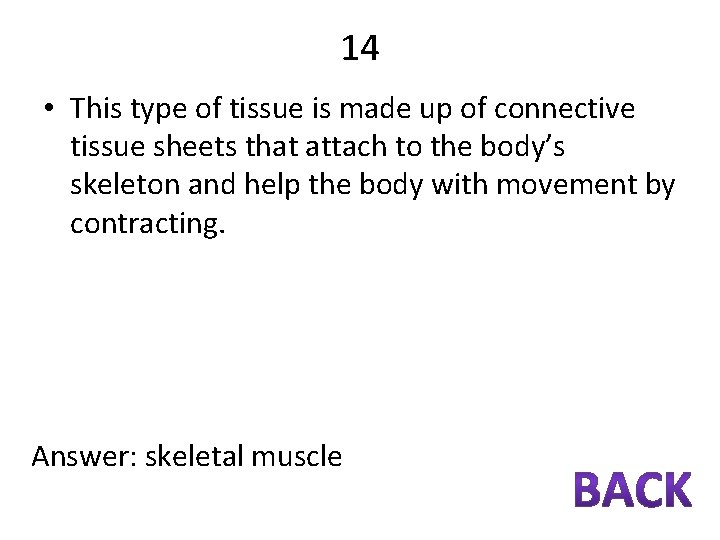 14 • This type of tissue is made up of connective tissue sheets that