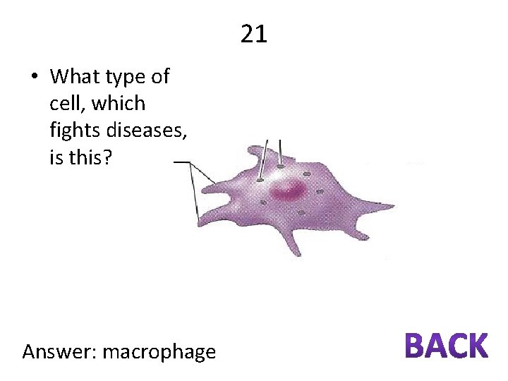 21 • What type of cell, which fights diseases, is this? Answer: macrophage 