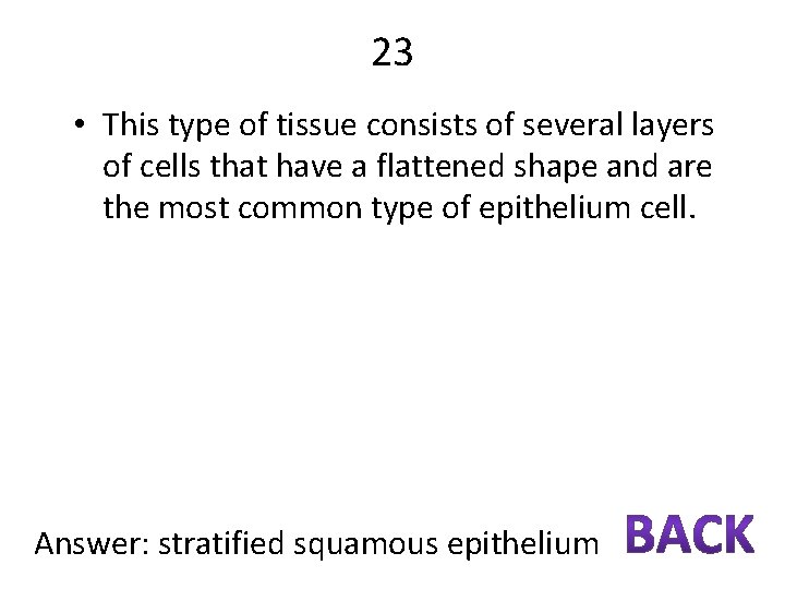 23 • This type of tissue consists of several layers of cells that have