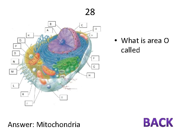 28 • What is area O called Answer: Mitochondria 