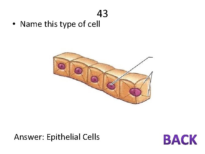 43 • Name this type of cell Answer: Epithelial Cells 