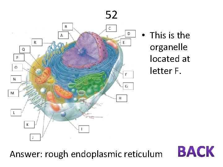 52 • This is the organelle located at letter F. Answer: rough endoplasmic reticulum