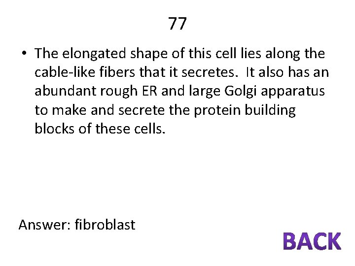 77 • The elongated shape of this cell lies along the cable-like fibers that