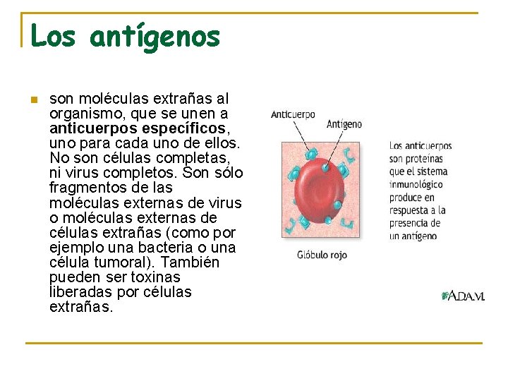 Los antígenos n son moléculas extrañas al organismo, que se unen a anticuerpos específicos,