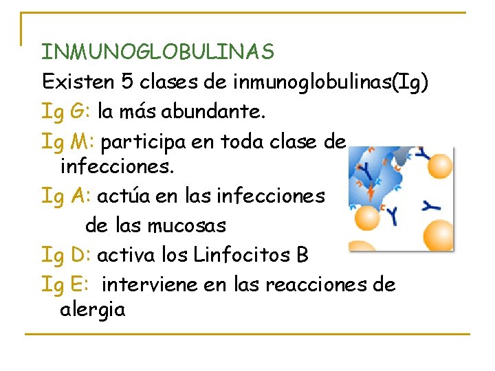 INMUNOGLOBULINAS Existen 5 clases de inmunoglobulinas(Ig) Ig G: la más abundante. Ig M: participa
