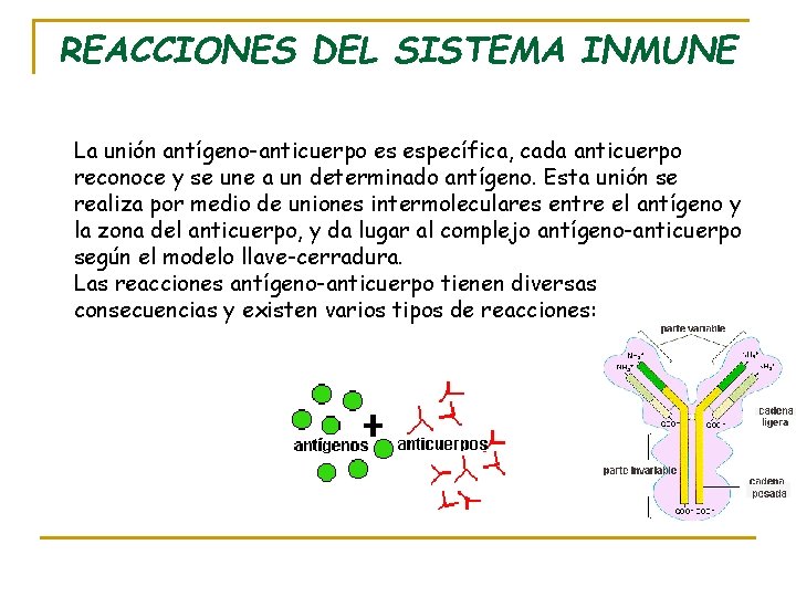 REACCIONES DEL SISTEMA INMUNE La unión antígeno-anticuerpo es específica, cada anticuerpo reconoce y se