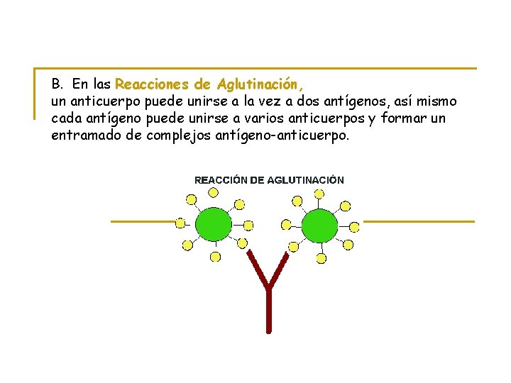 B. En las Reacciones de Aglutinación, un anticuerpo puede unirse a la vez a