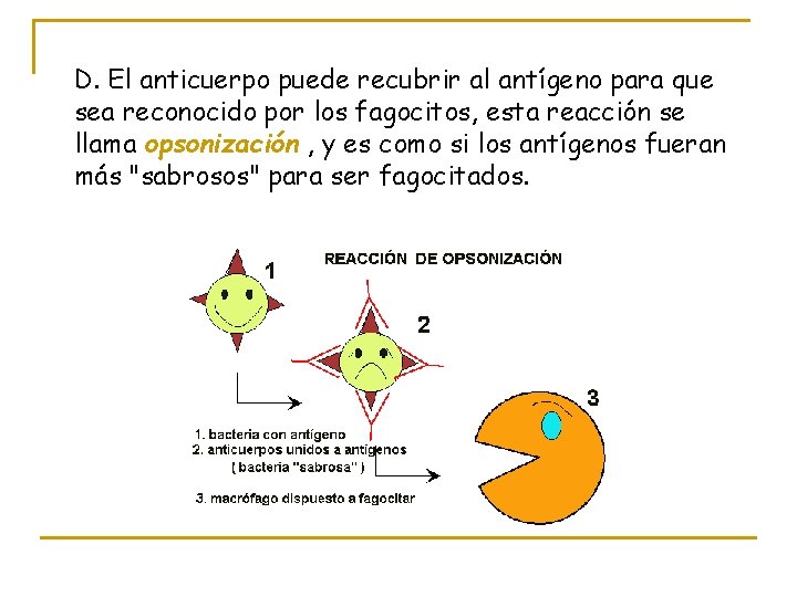 D. El anticuerpo puede recubrir al antígeno para que sea reconocido por los fagocitos,