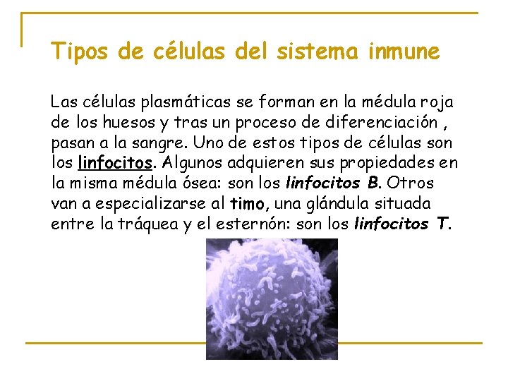 Tipos de células del sistema inmune Las células plasmáticas se forman en la médula