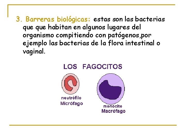 3. Barreras biológicas: estas son las bacterias que habitan en algunos lugares del organismo