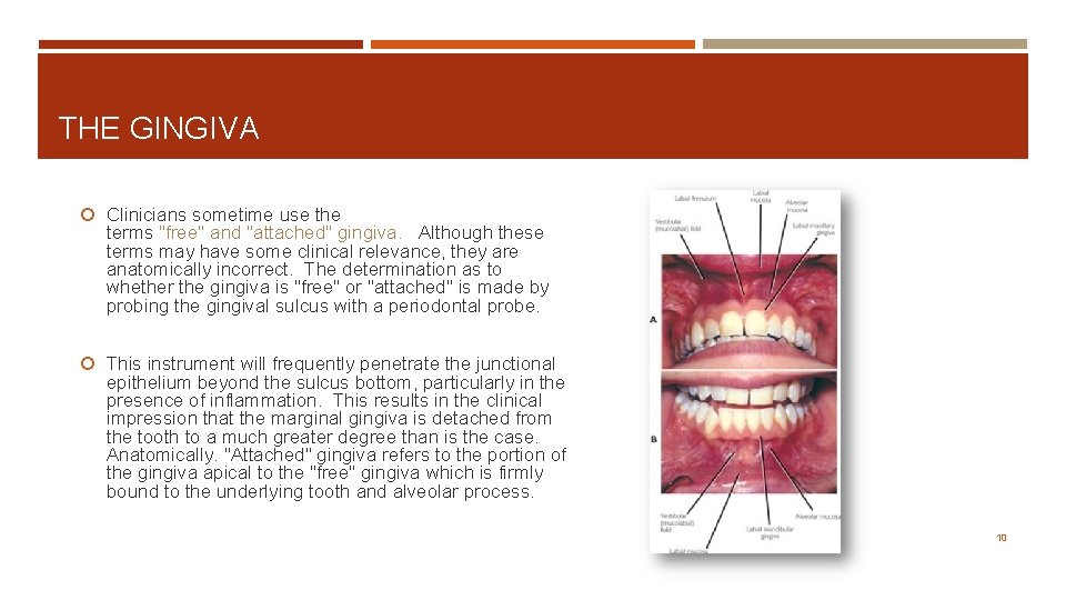 THE GINGIVA Clinicians sometime use the terms "free" and "attached" gingiva. Although these terms