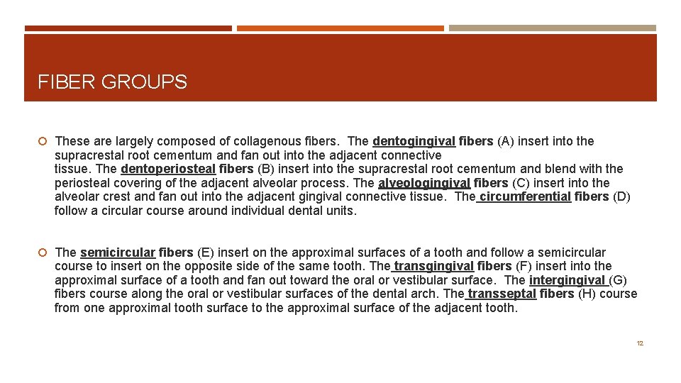 FIBER GROUPS These are largely composed of collagenous fibers. The dentogingival fibers (A) insert