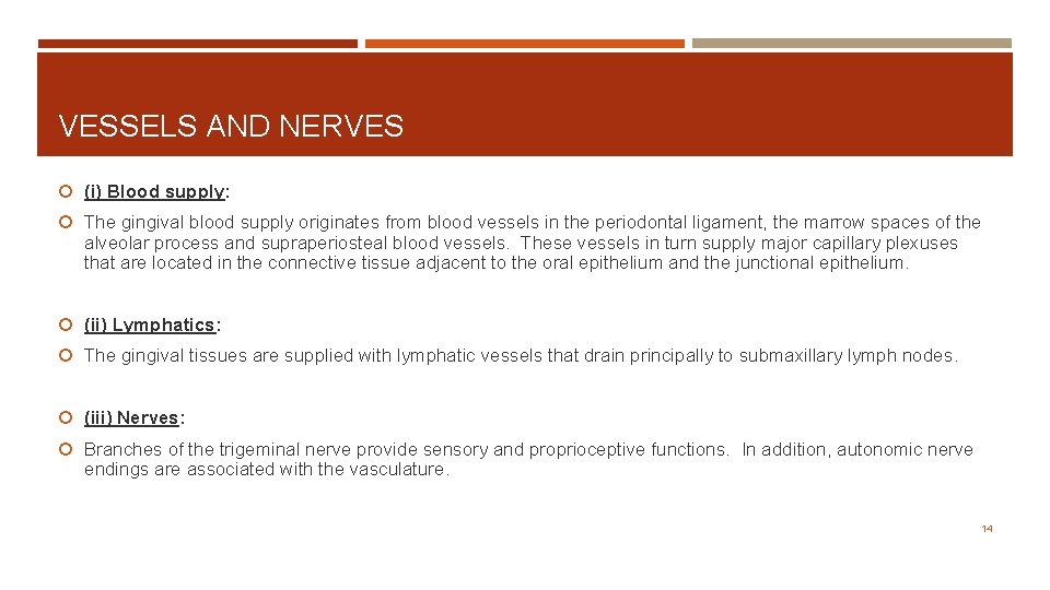 VESSELS AND NERVES (i) Blood supply: The gingival blood supply originates from blood vessels