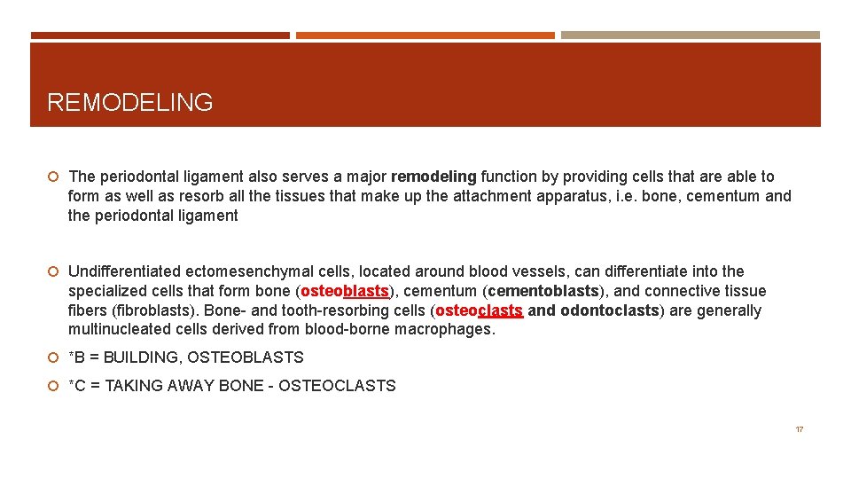 REMODELING The periodontal ligament also serves a major remodeling function by providing cells that