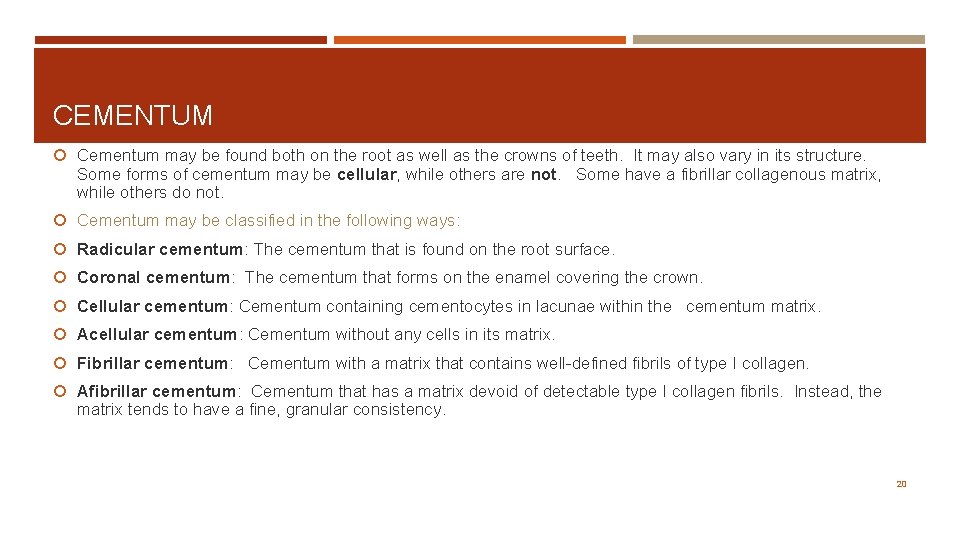 CEMENTUM Cementum may be found both on the root as well as the crowns