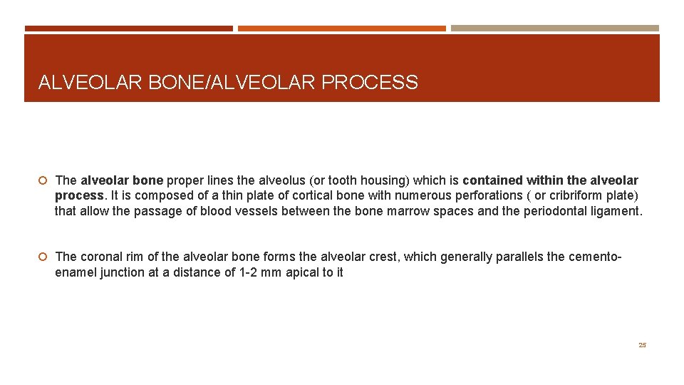 ALVEOLAR BONE/ALVEOLAR PROCESS The alveolar bone proper lines the alveolus (or tooth housing) which