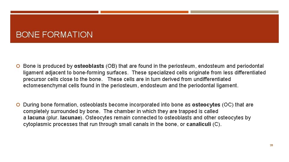 BONE FORMATION Bone is produced by osteoblasts (OB) that are found in the periosteum,