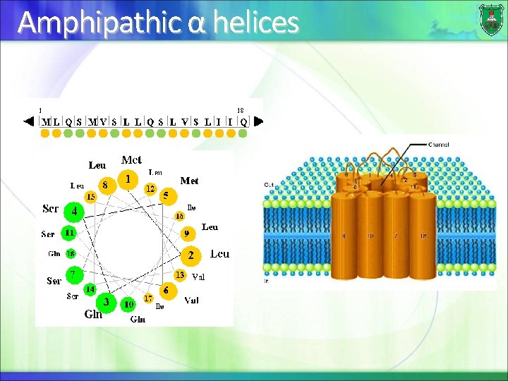 Amphipathic α helices 