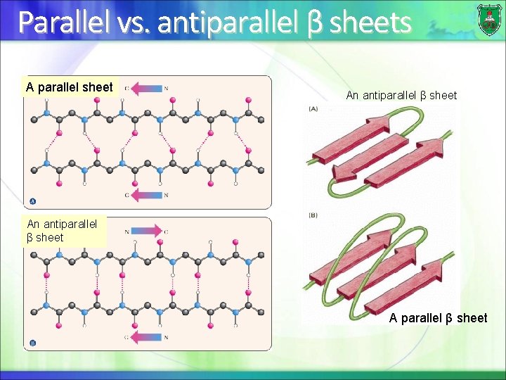 Parallel vs. antiparallel β sheets A parallel sheet An antiparallel β sheet A parallel