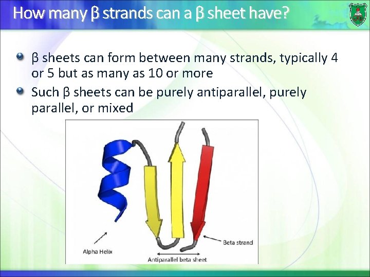 How many β strands can a β sheet have? β sheets can form between