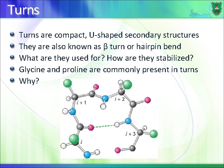 Turns are compact, U-shaped secondary structures They are also known as β turn or