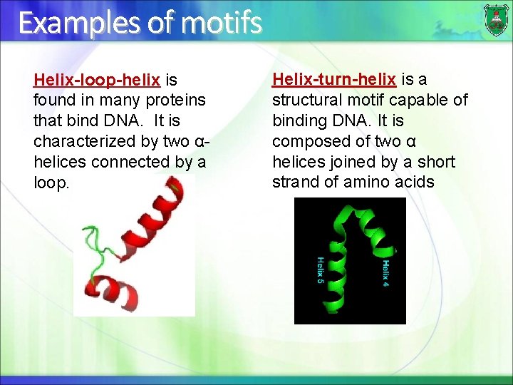 Examples of motifs Helix-loop-helix is found in many proteins that bind DNA. It is