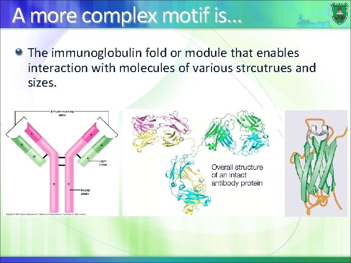 A more complex motif is… The immunoglobulin fold or module that enables interaction with
