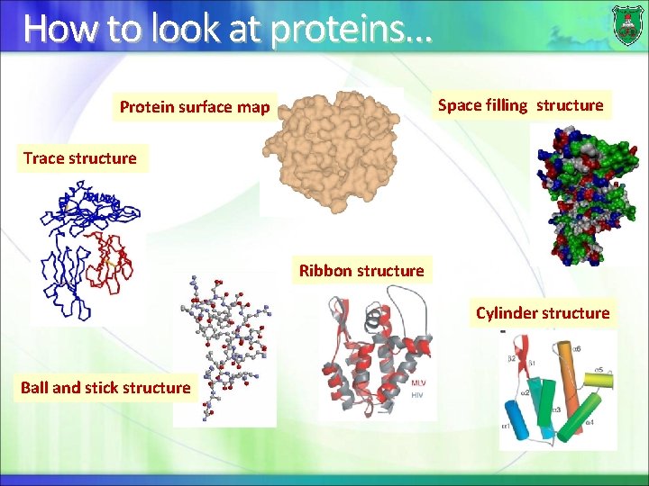 How to look at proteins… Space filling structure Protein surface map Trace structure Ribbon