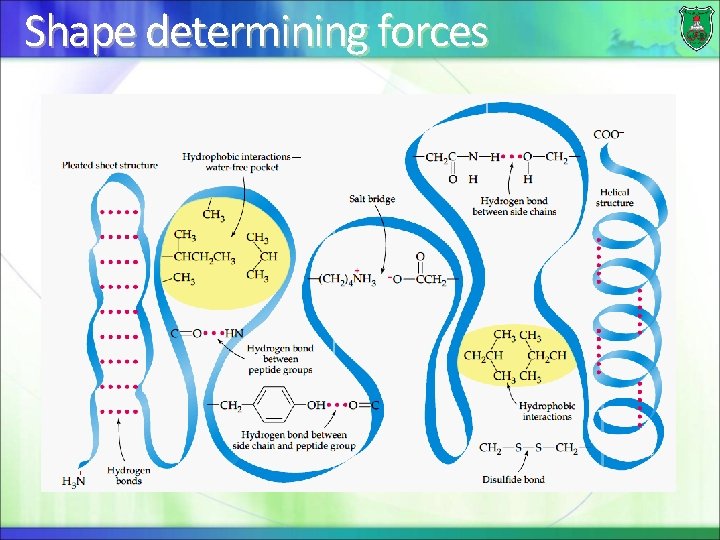 Shape determining forces 