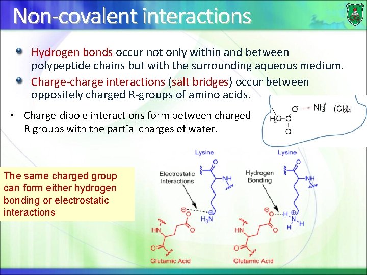 Non-covalent interactions Hydrogen bonds occur not only within and between polypeptide chains but with