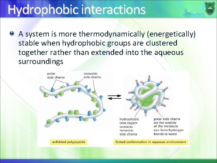 Hydrophobic interactions A system is more thermodynamically (energetically) stable when hydrophobic groups are clustered