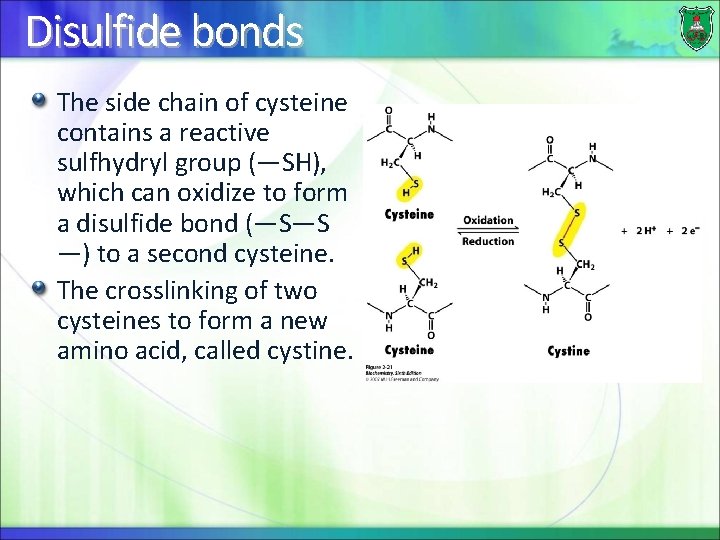 Disulfide bonds The side chain of cysteine contains a reactive sulfhydryl group (—SH), which