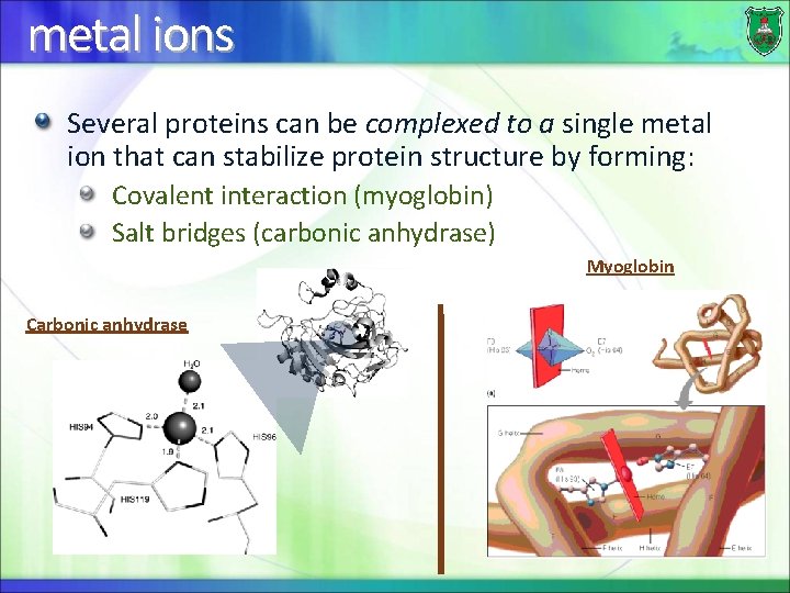 metal ions Several proteins can be complexed to a single metal ion that can