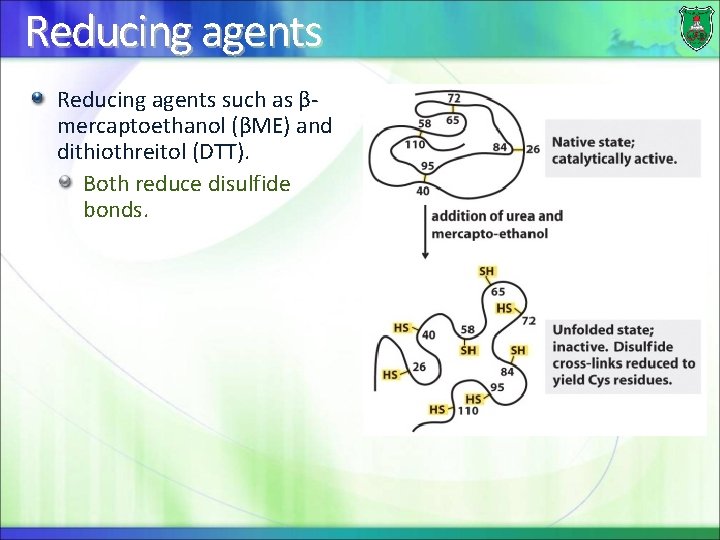 Reducing agents such as βmercaptoethanol (βME) and dithiothreitol (DTT). Both reduce disulfide bonds. 