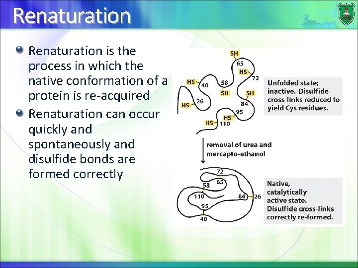 Renaturation is the process in which the native conformation of a protein is re-acquired
