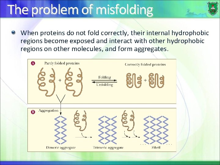 The problem of misfolding When proteins do not fold correctly, their internal hydrophobic regions
