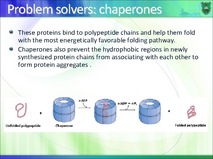 Problem solvers: chaperones These proteins bind to polypeptide chains and help them fold with