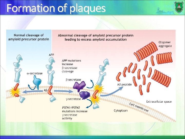 Formation of plaques 
