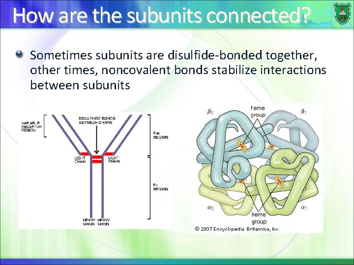 How are the subunits connected? Sometimes subunits are disulfide-bonded together, other times, noncovalent bonds