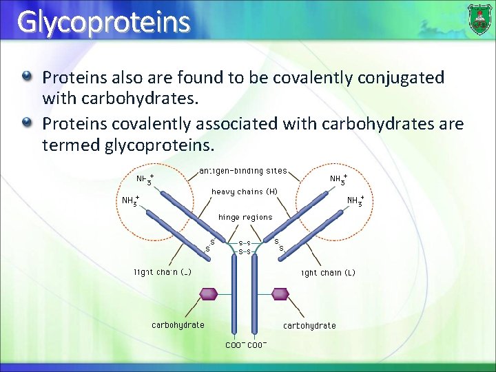 Glycoproteins Proteins also are found to be covalently conjugated with carbohydrates. Proteins covalently associated