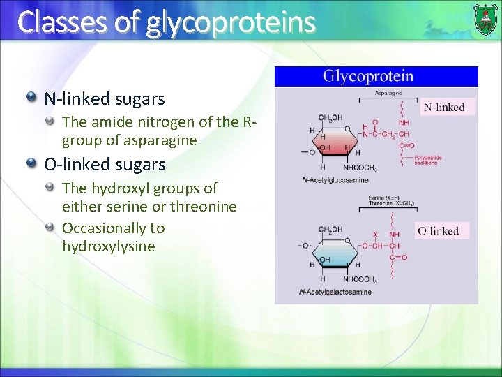 Classes of glycoproteins N-linked sugars The amide nitrogen of the Rgroup of asparagine O-linked