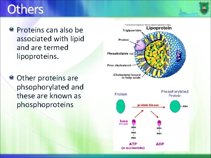 Others Proteins can also be associated with lipid and are termed lipoproteins. Other proteins